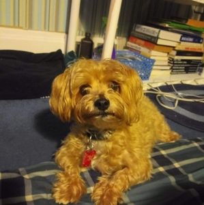 Meet your Posher, Maurice